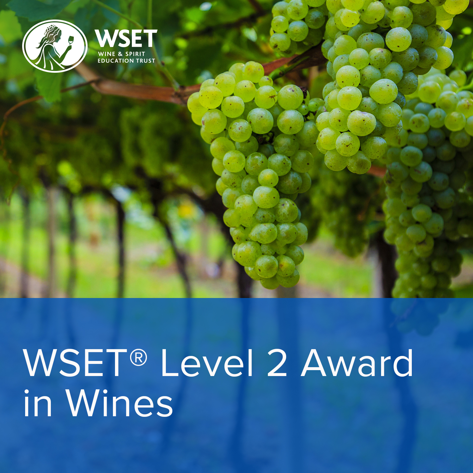 WSET Niveau 2 en vins